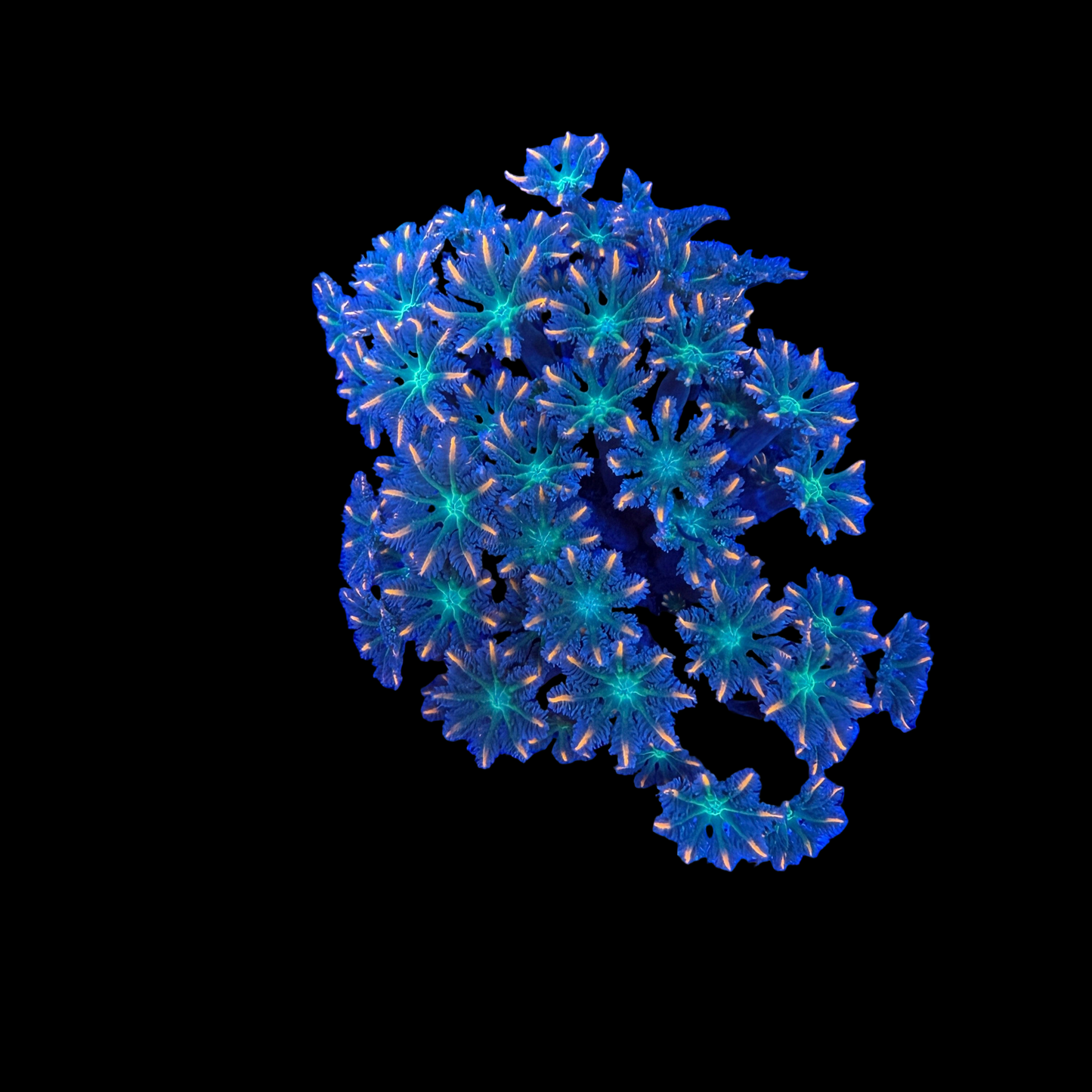 WYSIWYG Fireworks Clove Polyp Colony