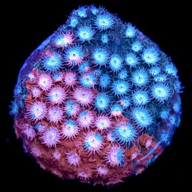 JF Fender Bender Cyphastrea