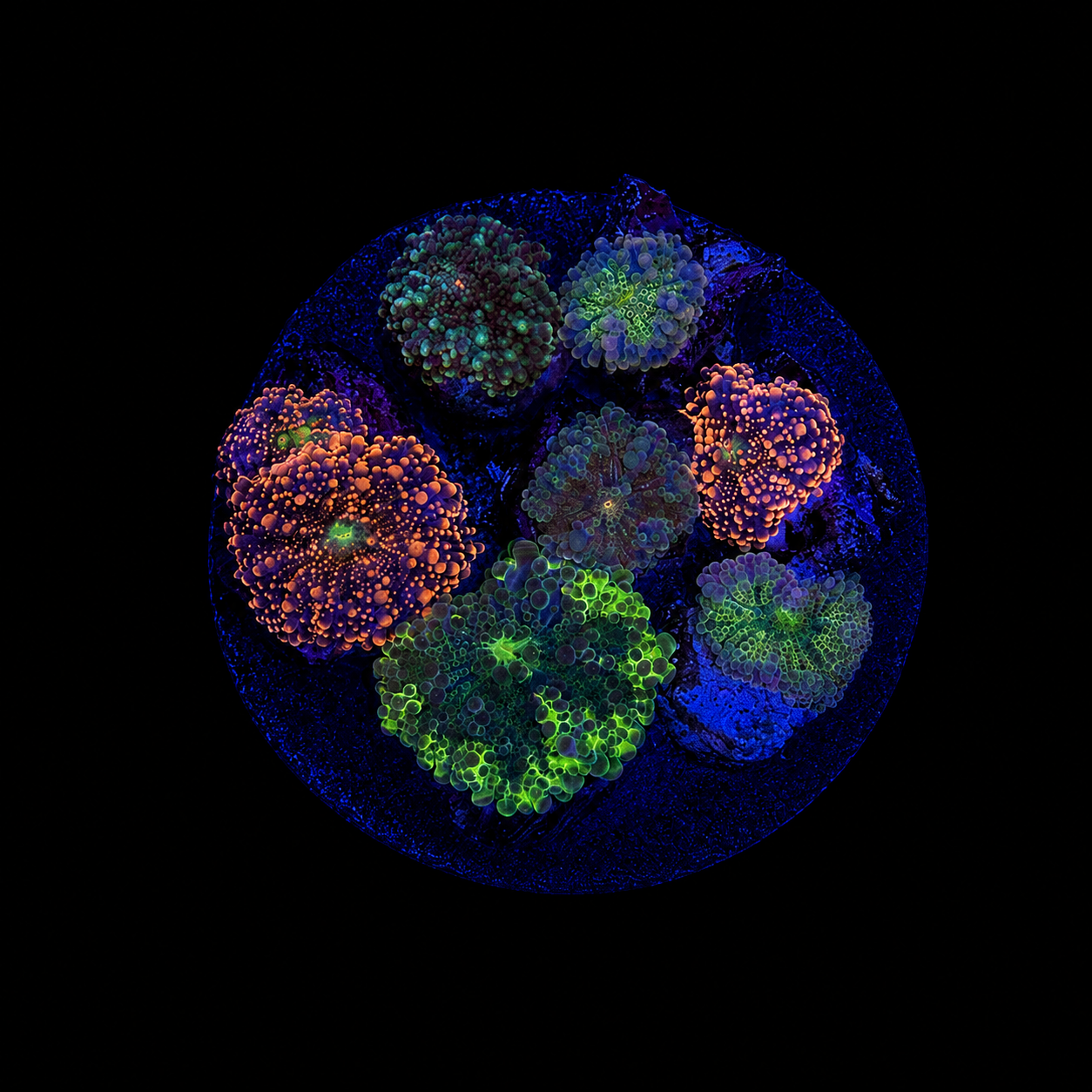 WYSIWYG High End Yuma Mushroom Rock Coral
