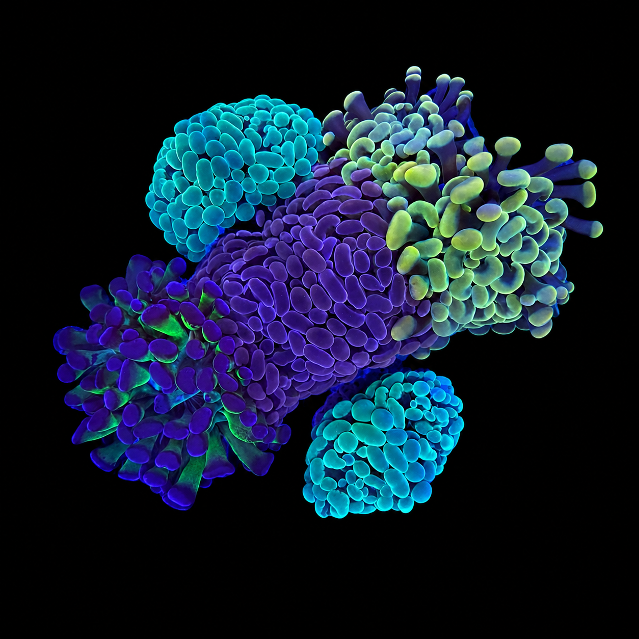 WYSIWYG Hammer Coral Garden