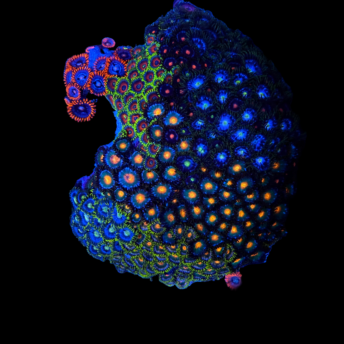 WYSIWYG Zoa Garden Rock