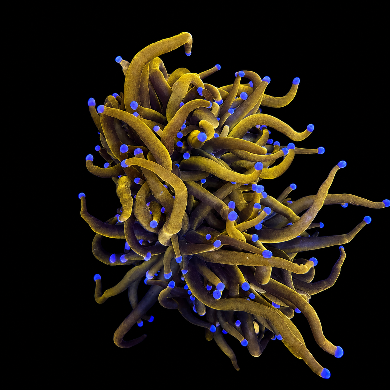 Gold Torch Coral
