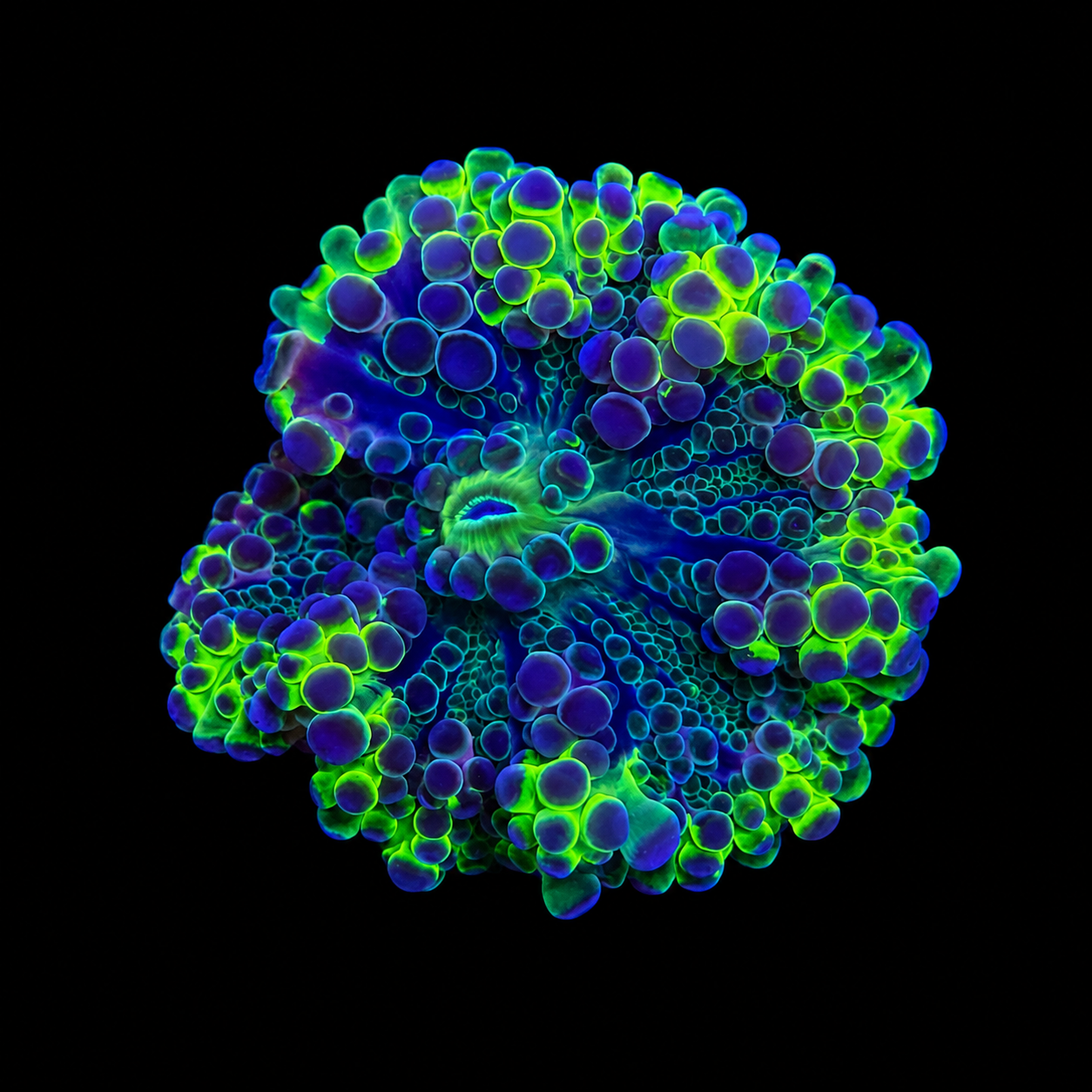 WYSIWYG High End Yuma Coral