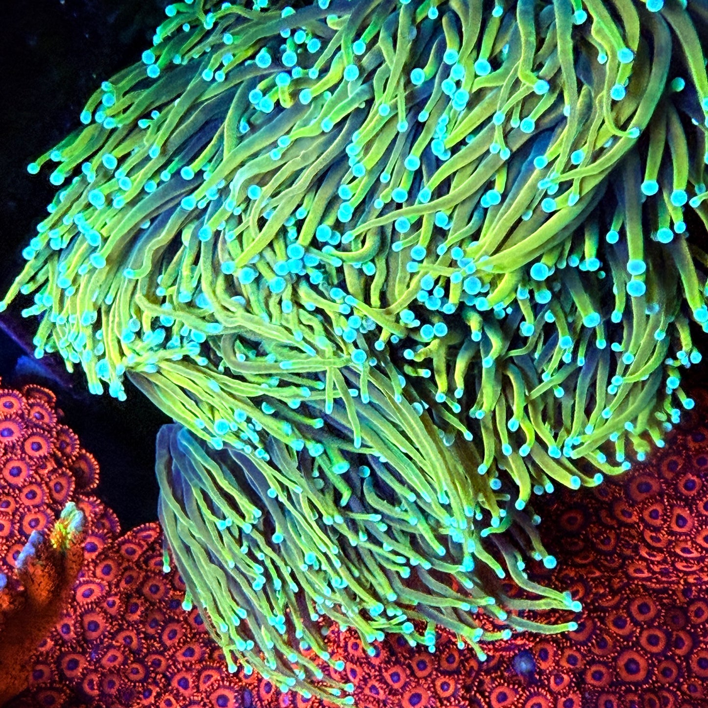 Blowtorch Torch Coral