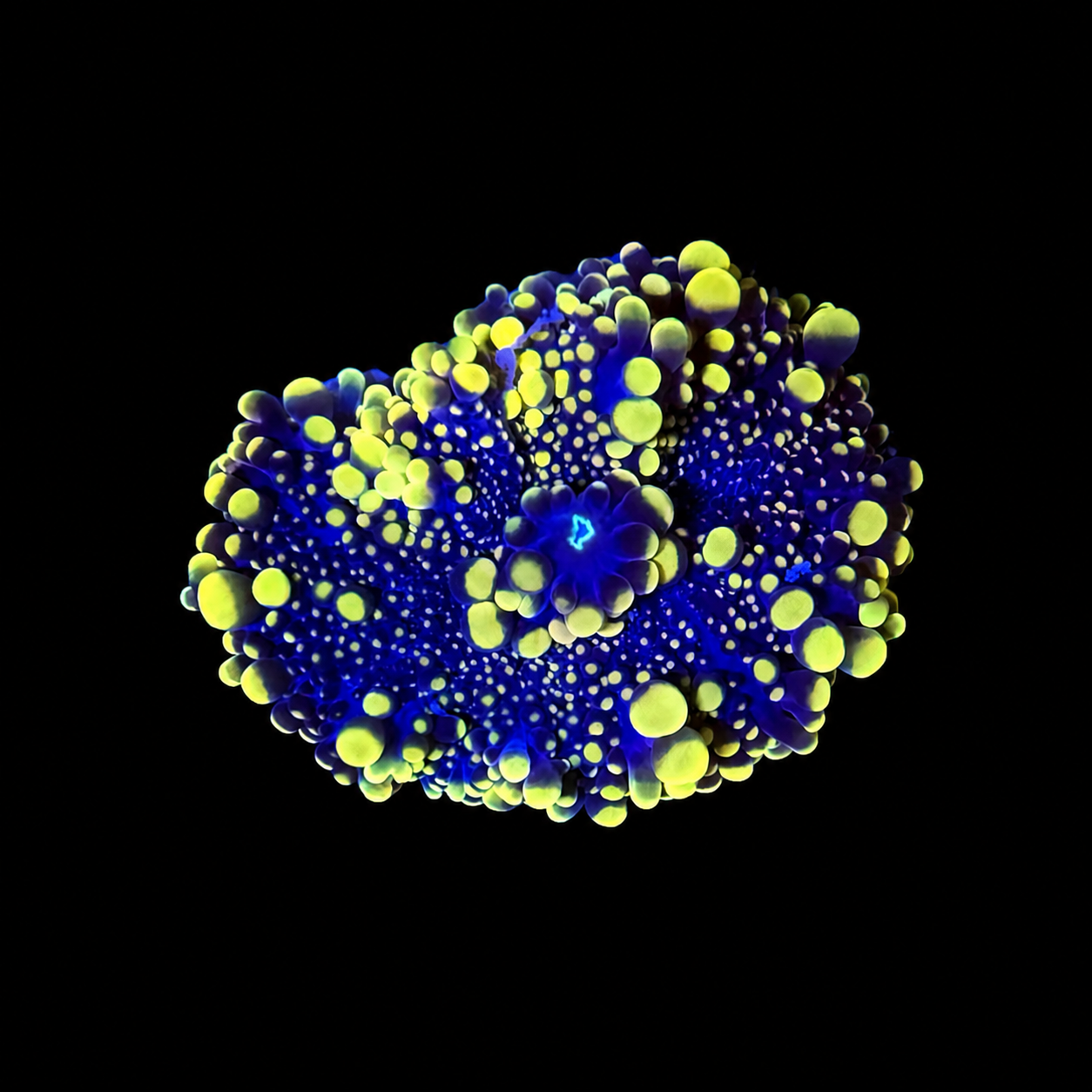 WYSIWYG High End Mushroom Coral