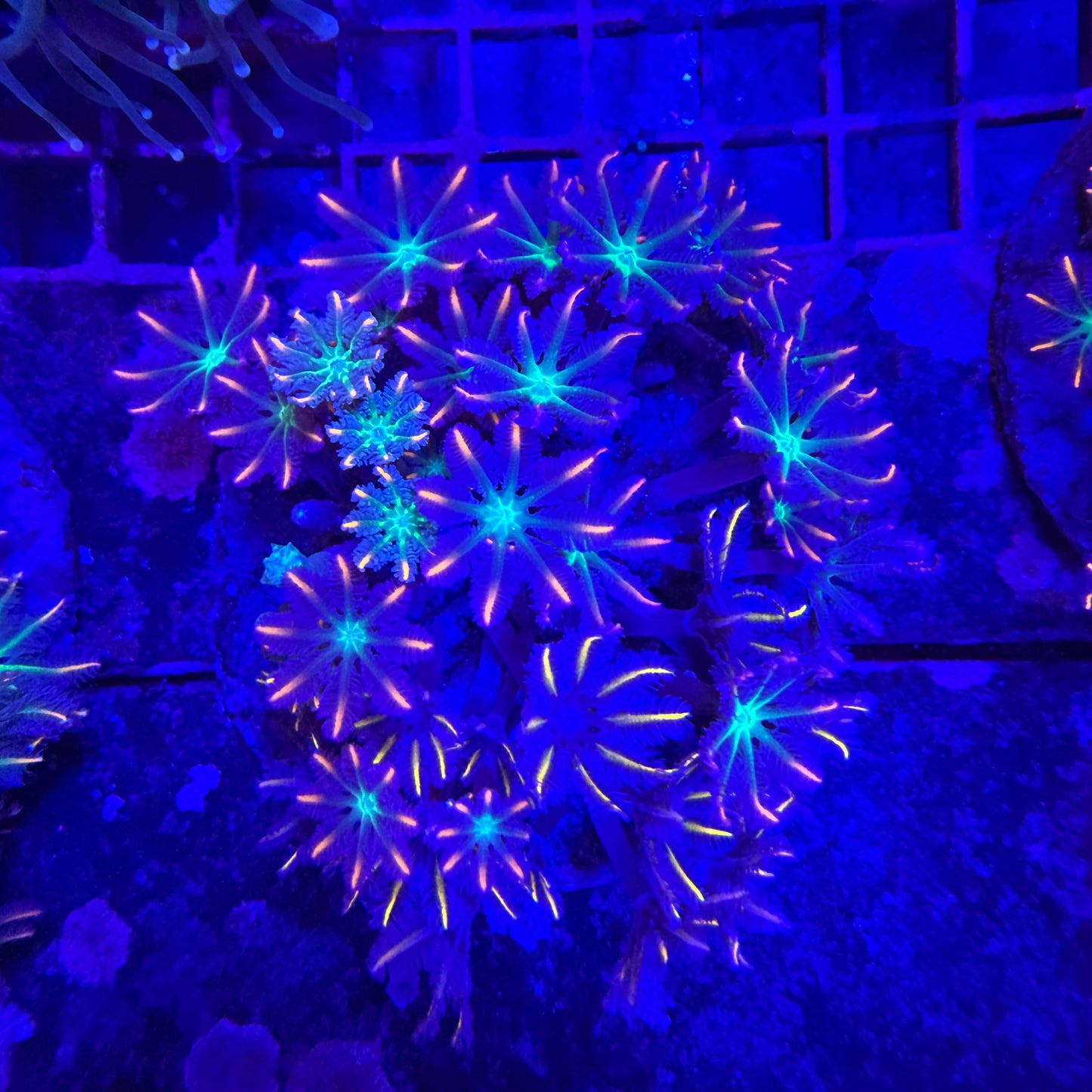 WYSIWYG Ultra Clove Polyp coral