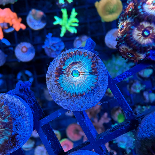 WYSIWYG White Zombie Zoa