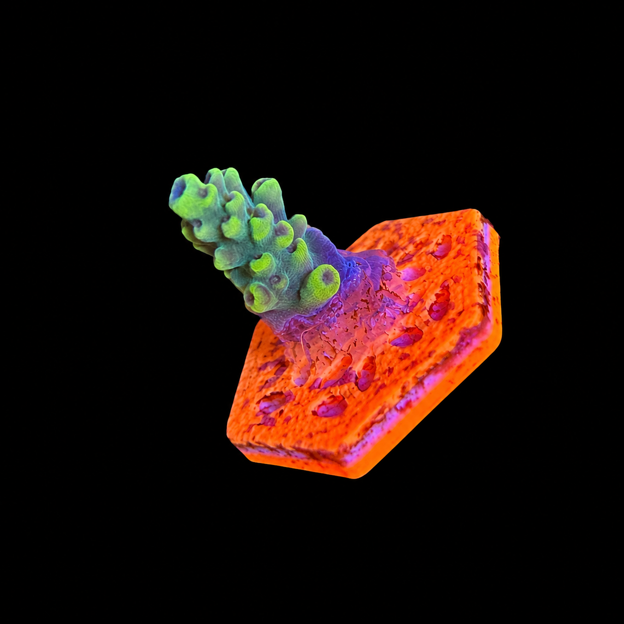 WYSIWYG RR Wolverine Acropora Coral Frag