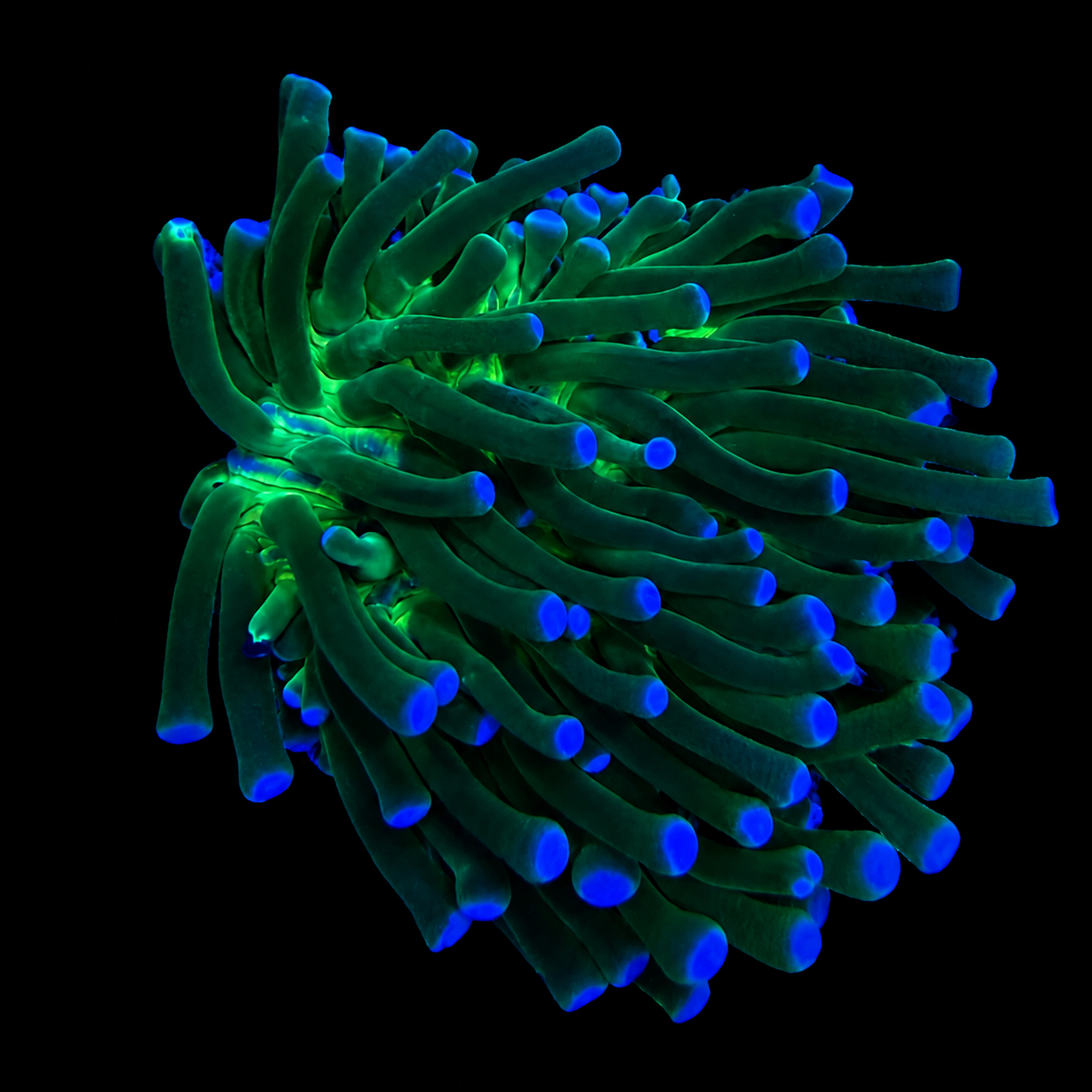WYSIWYG Long Tentacle Plate Coral