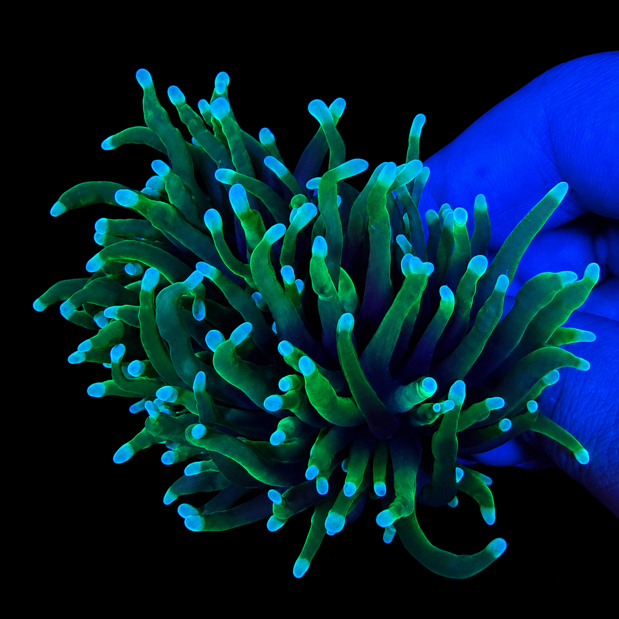 WYSIWYG Rasta Torch Coral