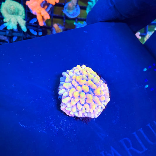 WYSIWYG TSA The Beast Montipora