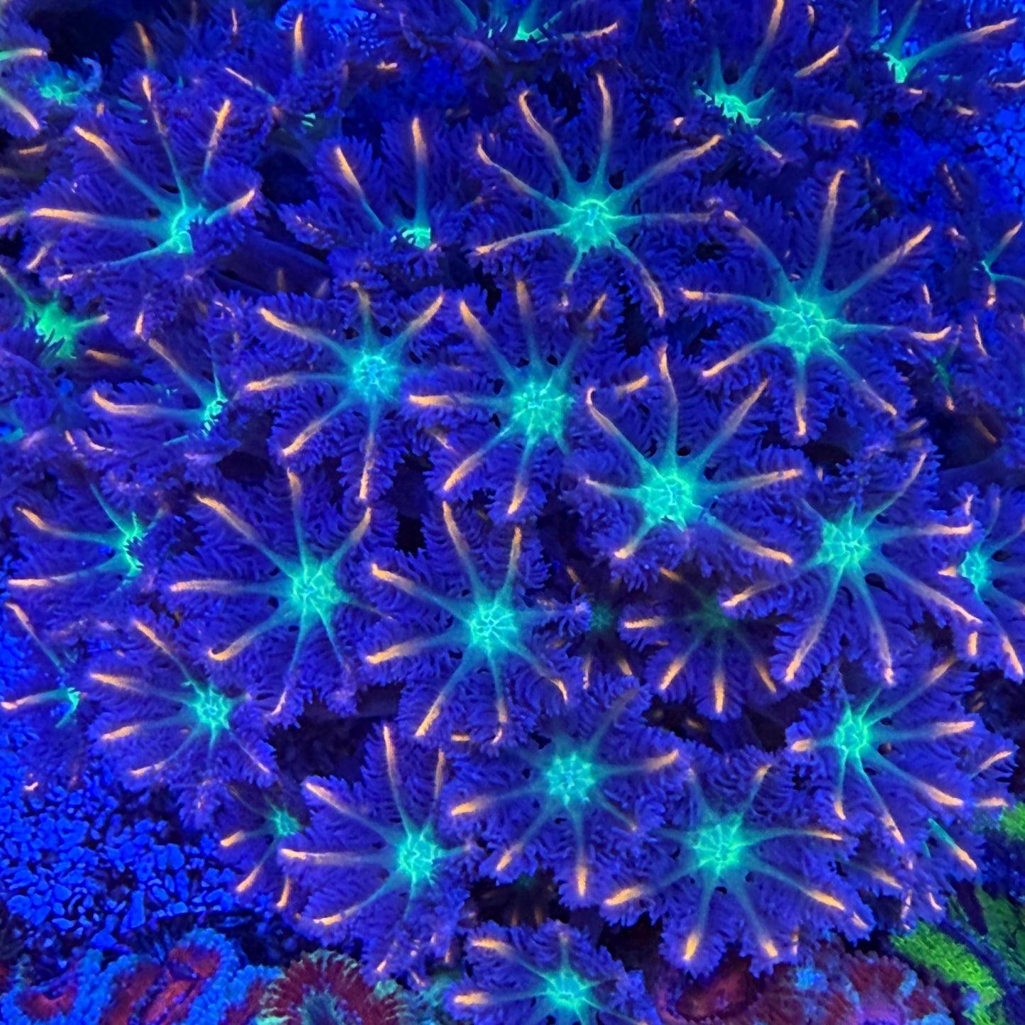 WYSIWYG Fireworks Clove Polyp Colony
