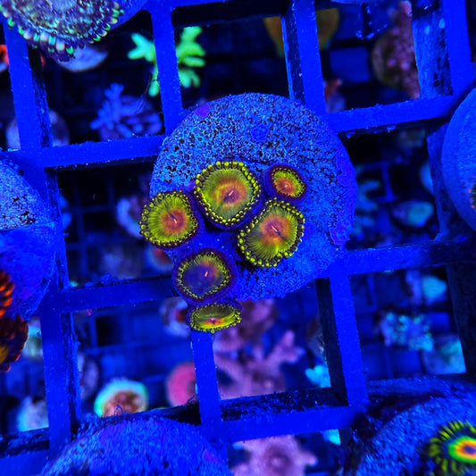 WYSIWYG WWC Golden Gods Zoa