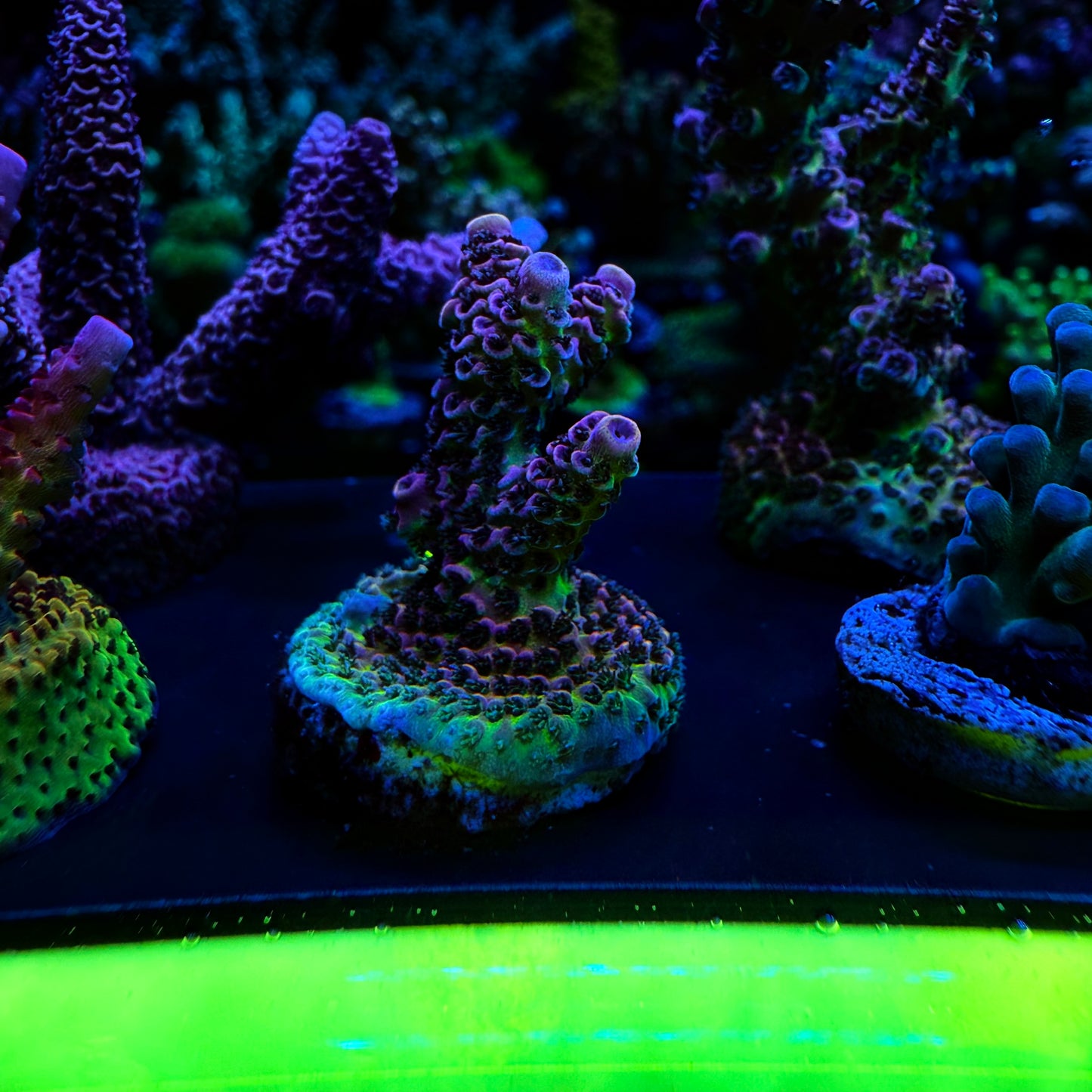 WYSIWYG AS Rainbow Millepora