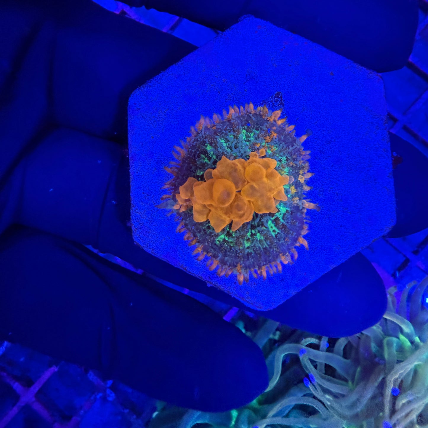 WYSIWYG Sunkist Bounce Mushroom