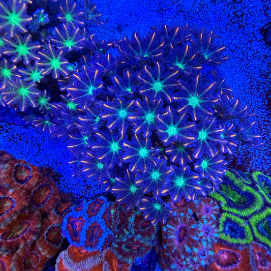 WYSIWYG Fireworks Clove Polyp Colony