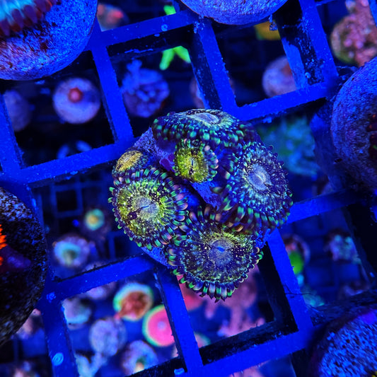 WYSIWYG AS Scarface Zoa