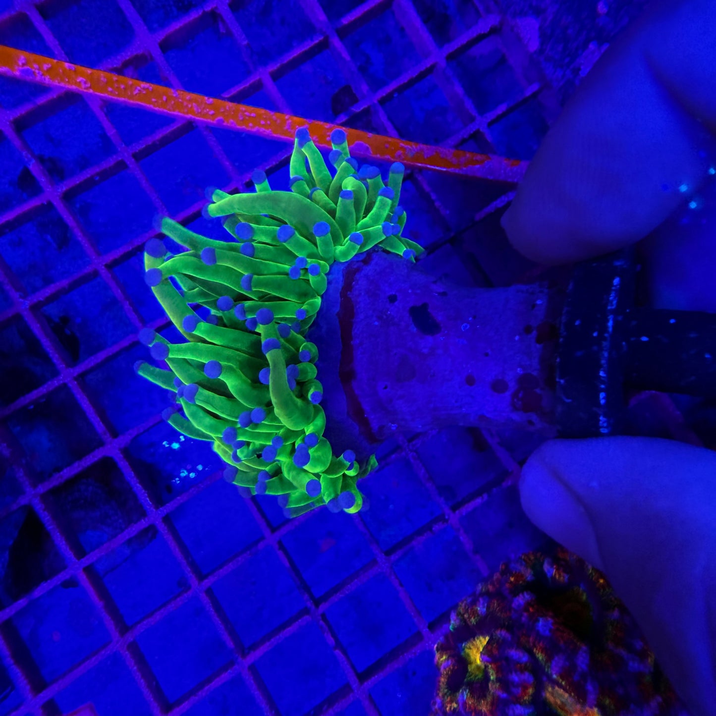 WYSIWYG Blue Tip Holy Grail Torch