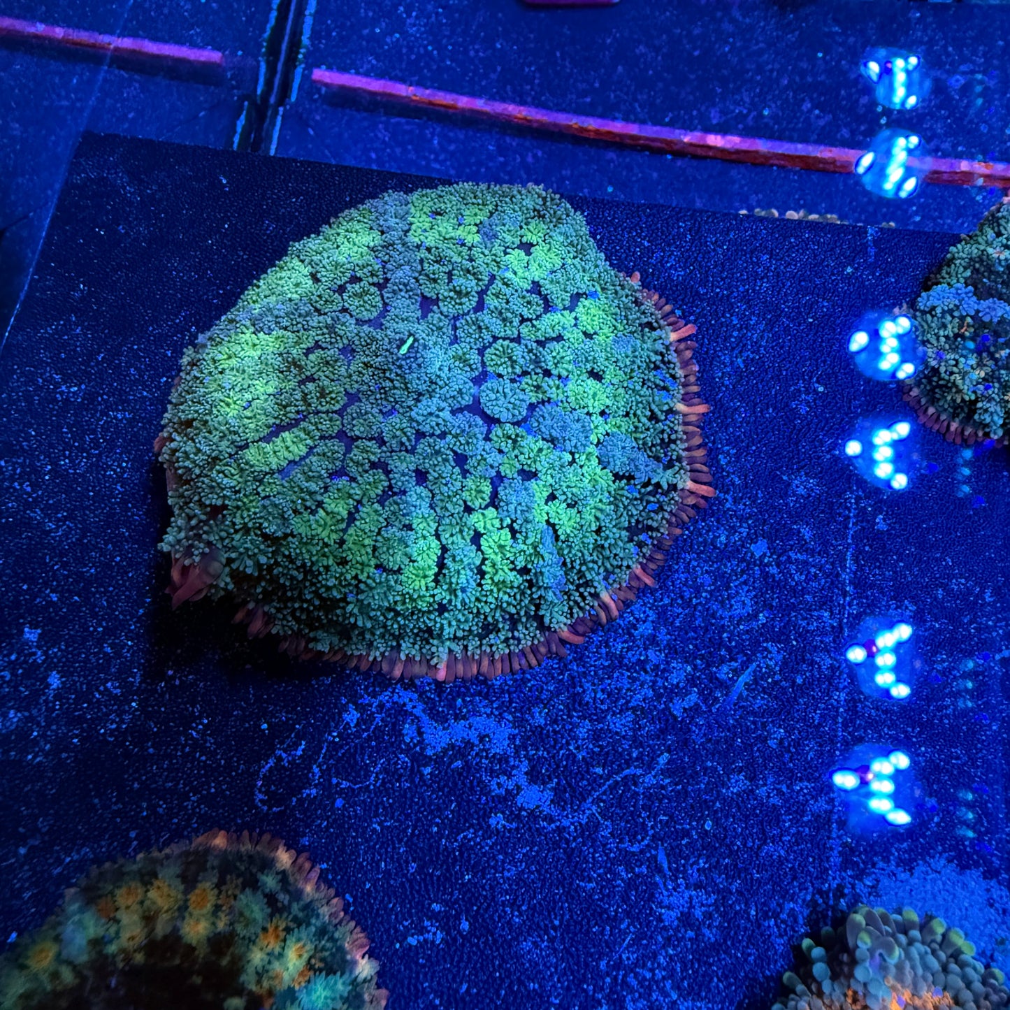 WYSIWYG Frankie’s Bride Mushroom