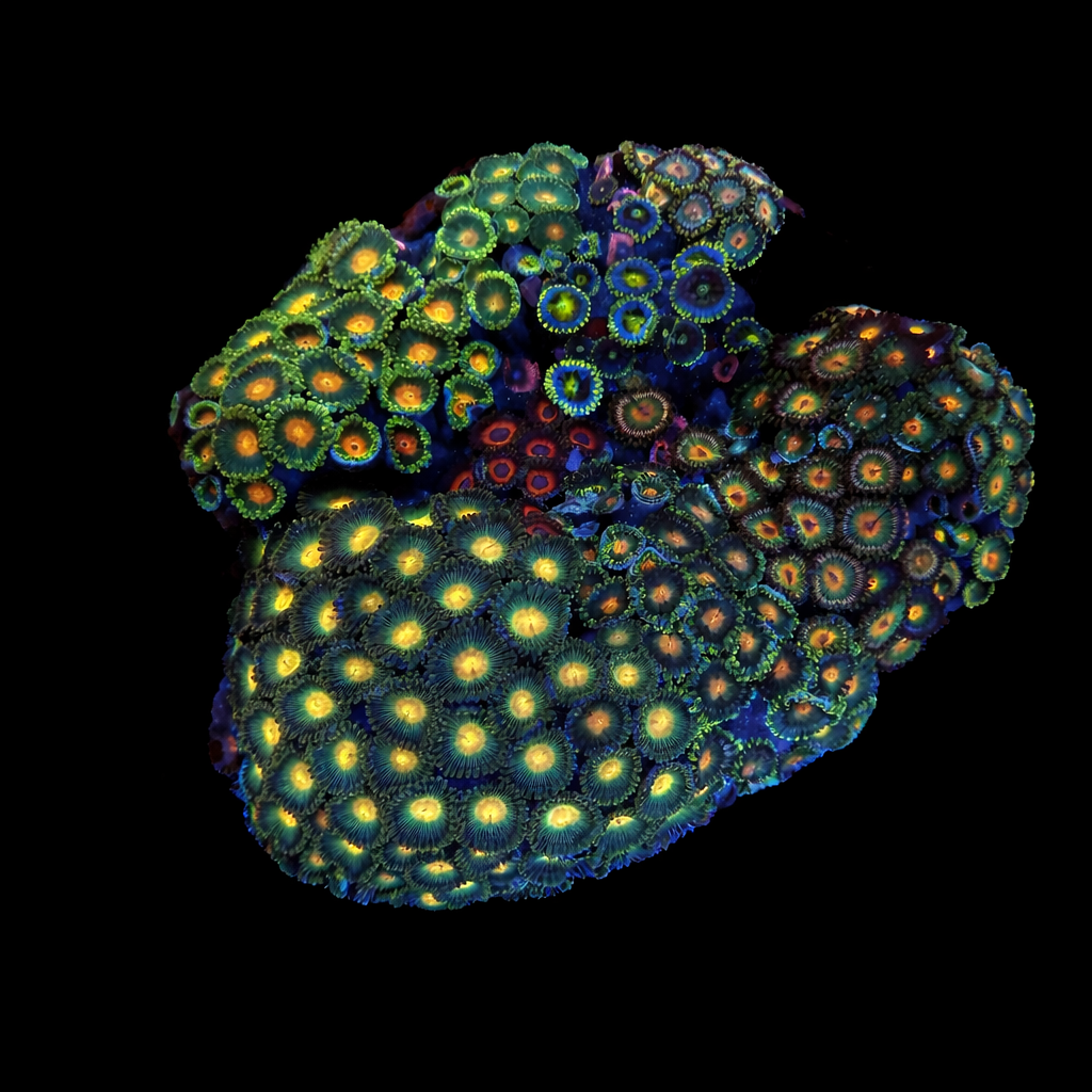 WYSIWYG Zoanthid Garden