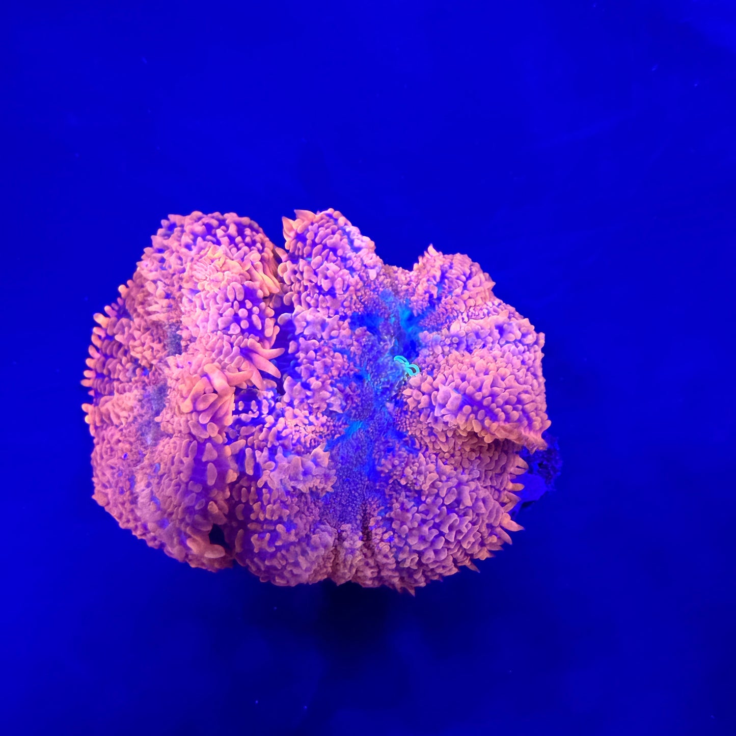 WYSIWYG High End Mushroom Coral
