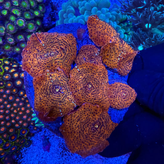 WYSIWYG Mushroom Rock