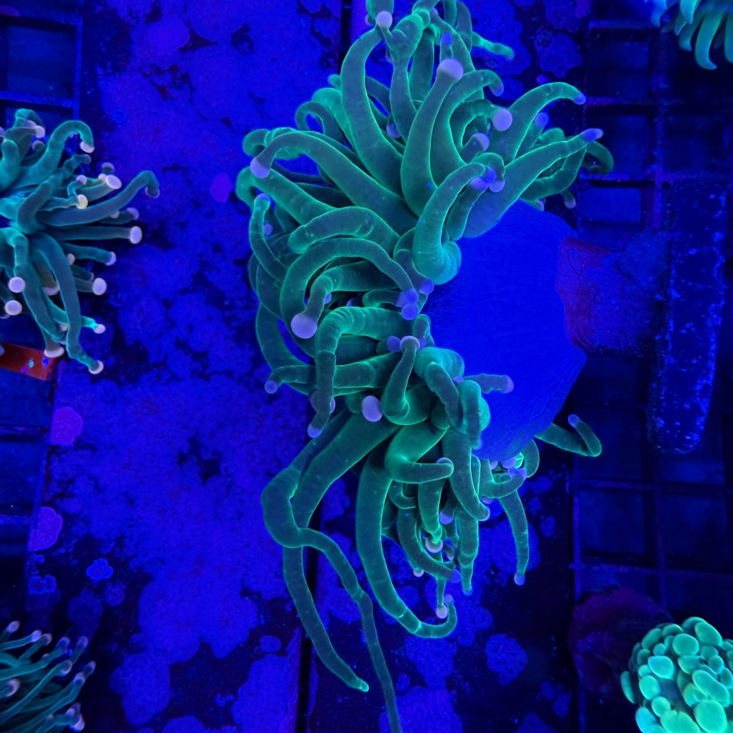 WYSIWYG Cotton Candy Torch