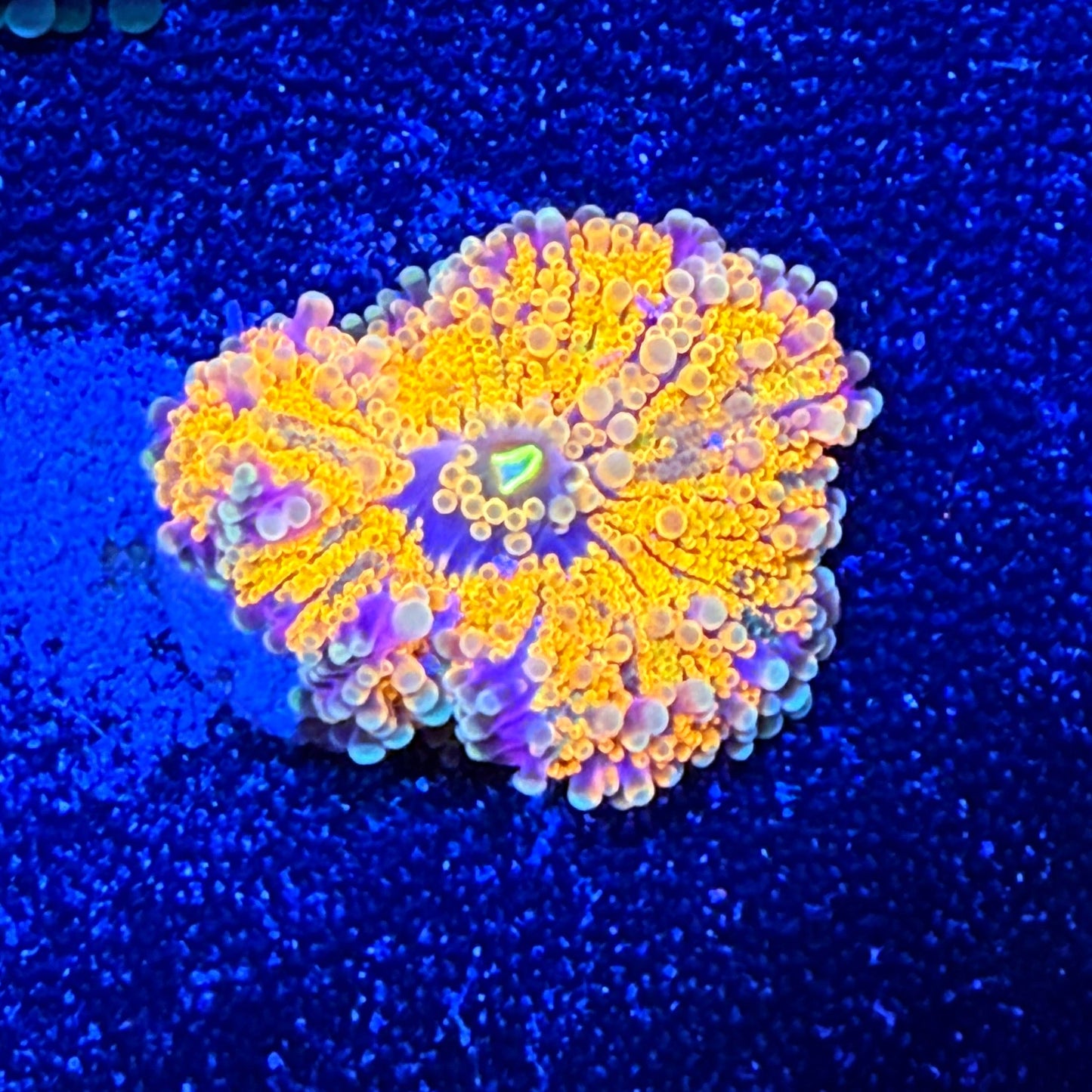 WYSIWYG Ultra Yuma Mushroom