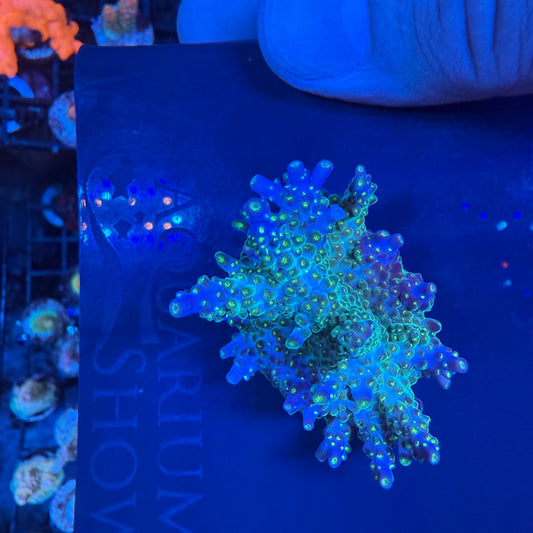 WYSIWYG Garf Bonsai Colony