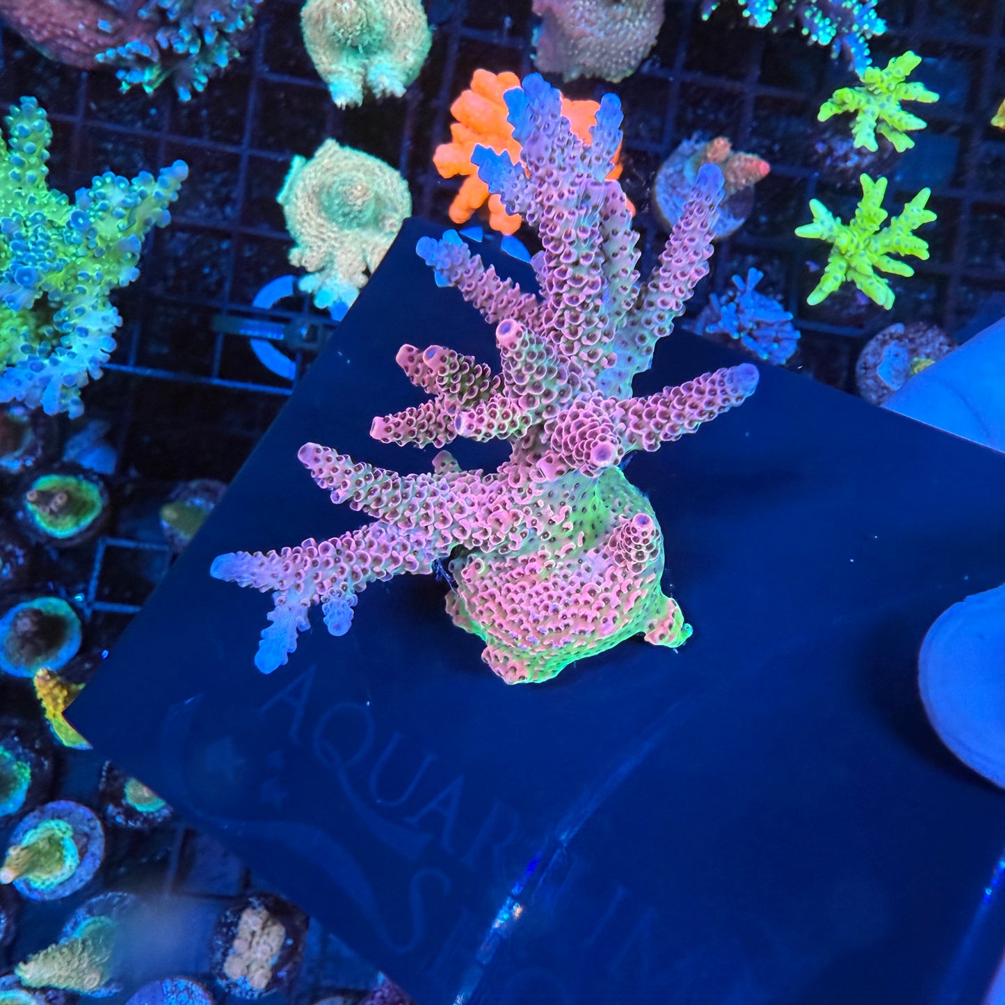 WYSIWYG AS Rainbow Millepora Colony