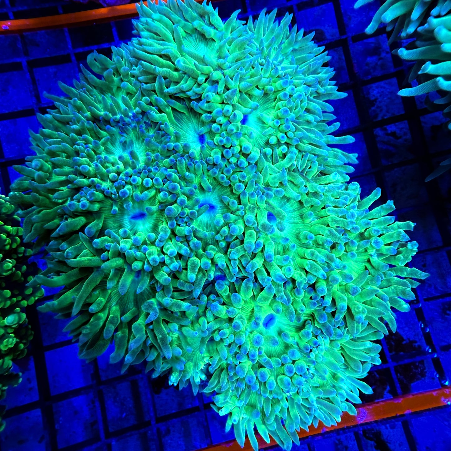 WYSIWYG XLG Duncan Colony