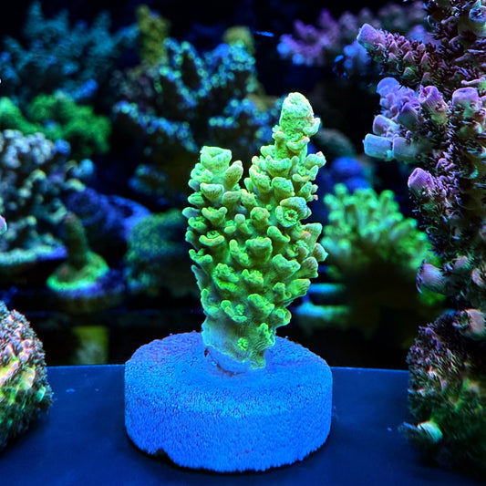 WYSIWYG ASD Peter Pan Tenuis Acro