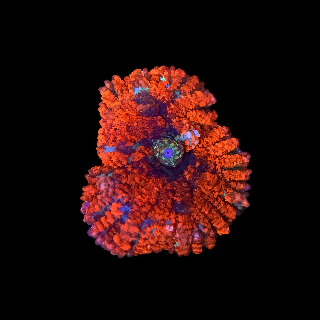 WYSIWYG High End Mushroom Coral