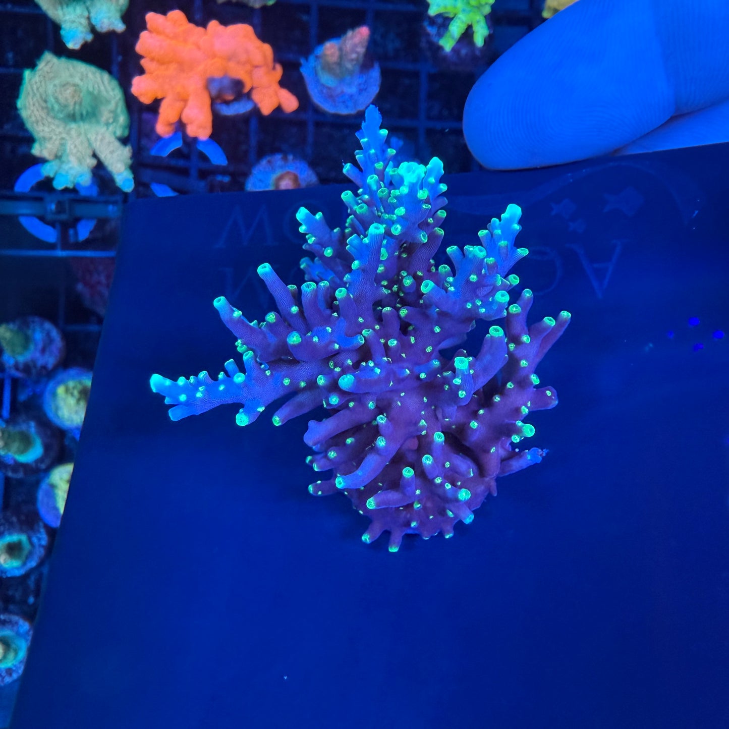 WYSIWYG Ms. Pacman Colony