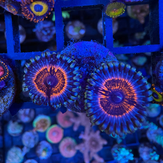 WYSIWYG Armor of God Zoa