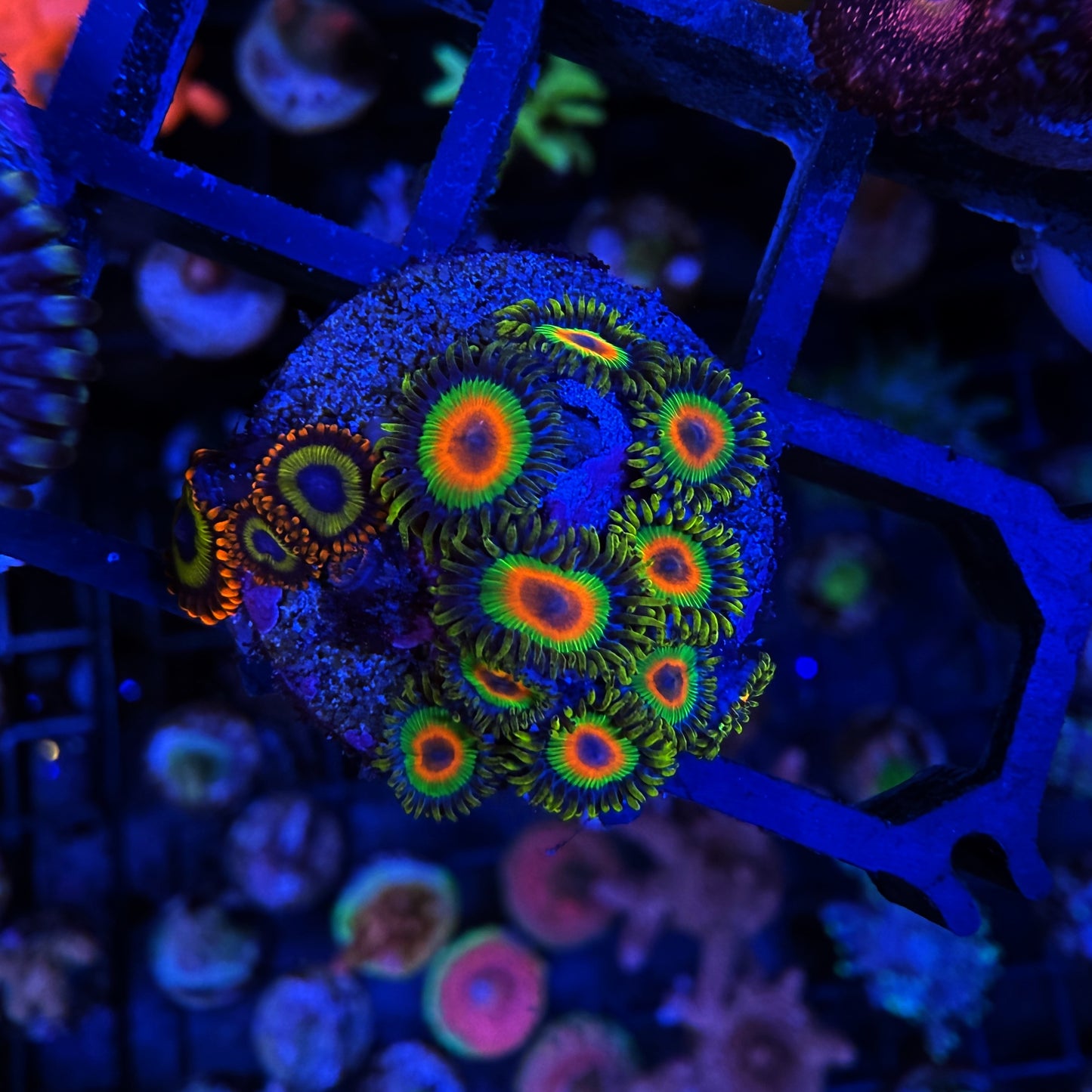 WYSIWYG Rasta/Fruit Loops Zoa