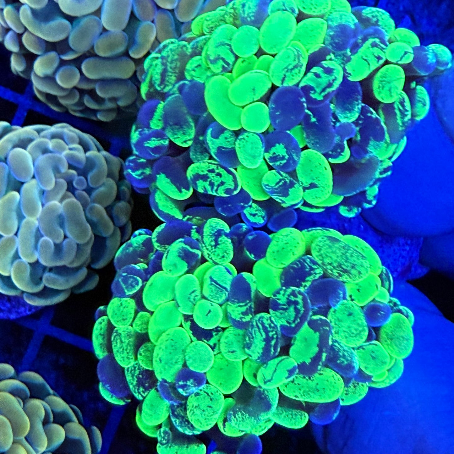 Metallic Green Splatter Hammer Coral