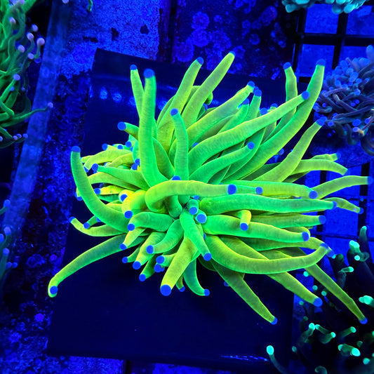 WYSIWYG Holy Grail Torch