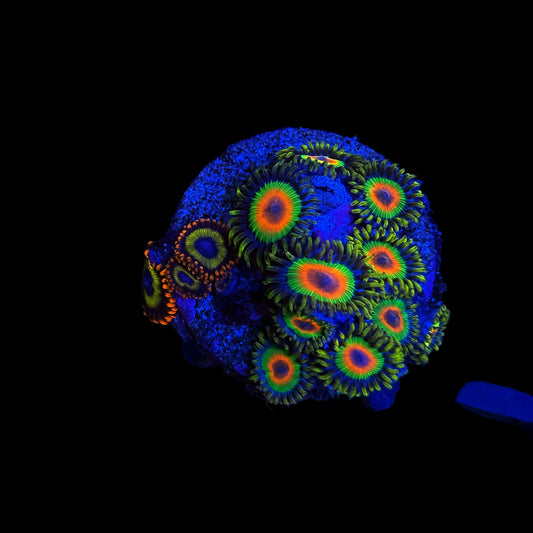 WYSIWYG Rasta/Fruit Loops Zoa