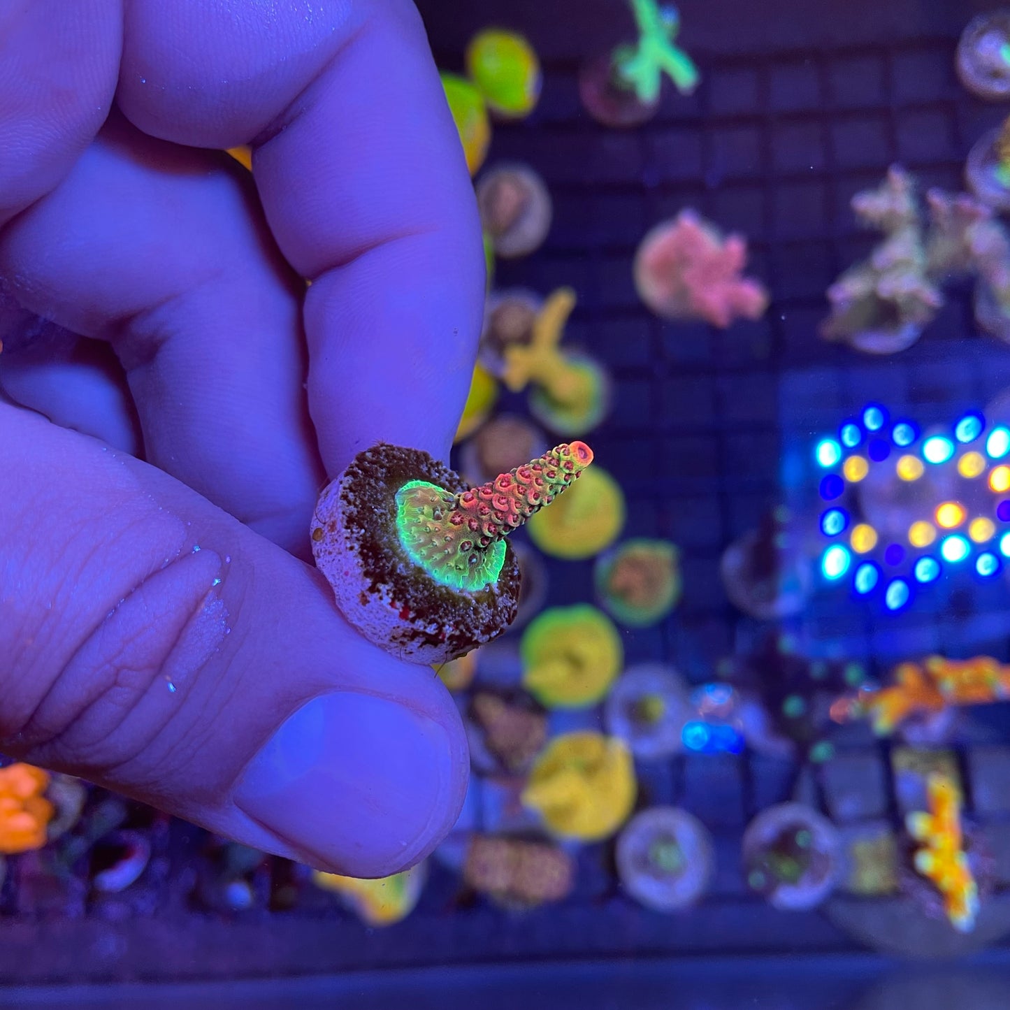 Phantom Millepora Acropora