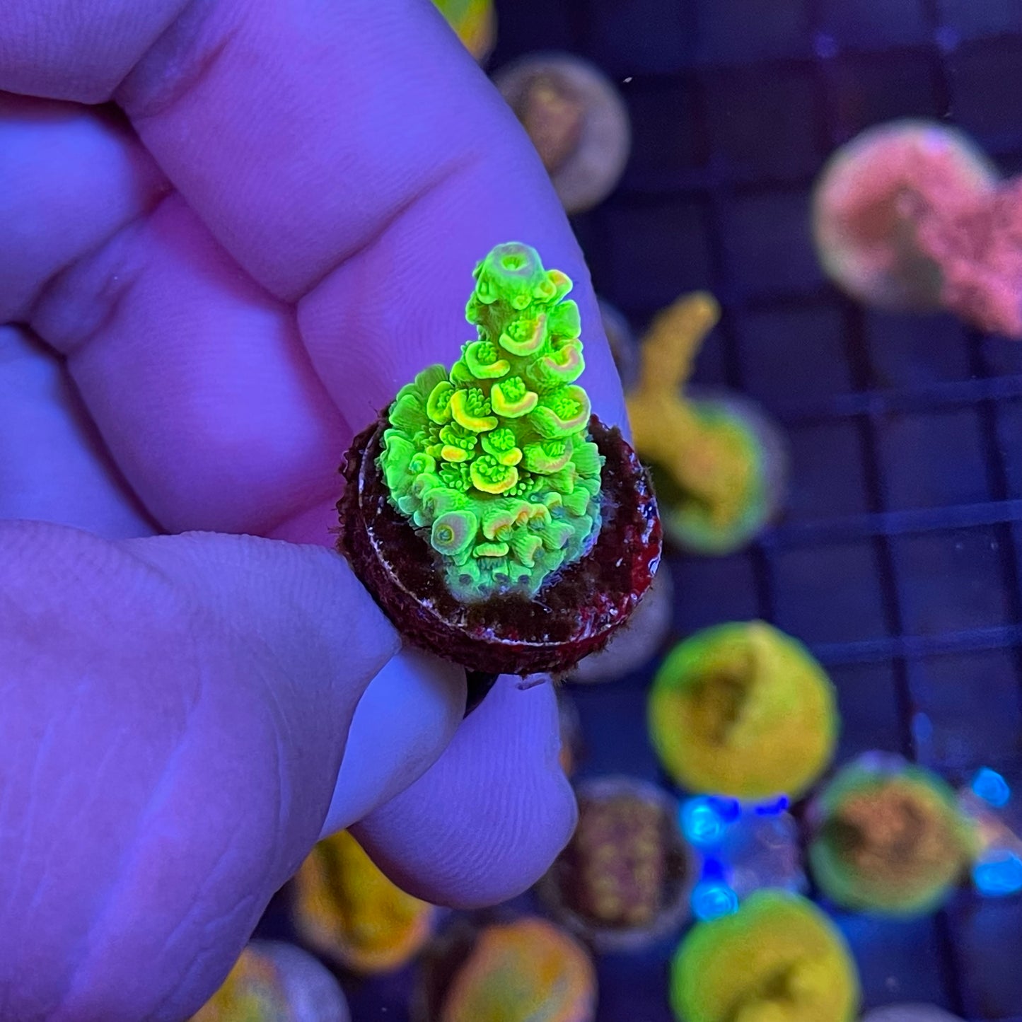 TSA Peter Pan Acropora