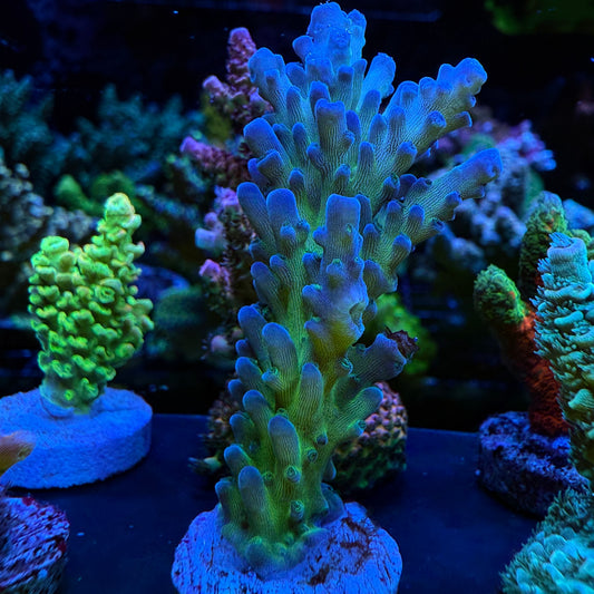 WYSIWYG Mr. Miyagi Tort