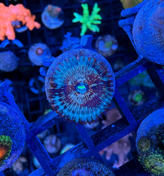 WYSIWYG White Zombie Zoa