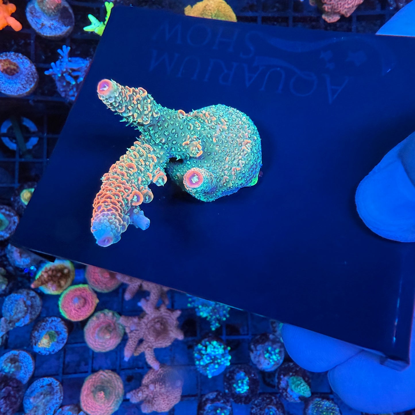 WYSIWYG Sunset Millepora Colony