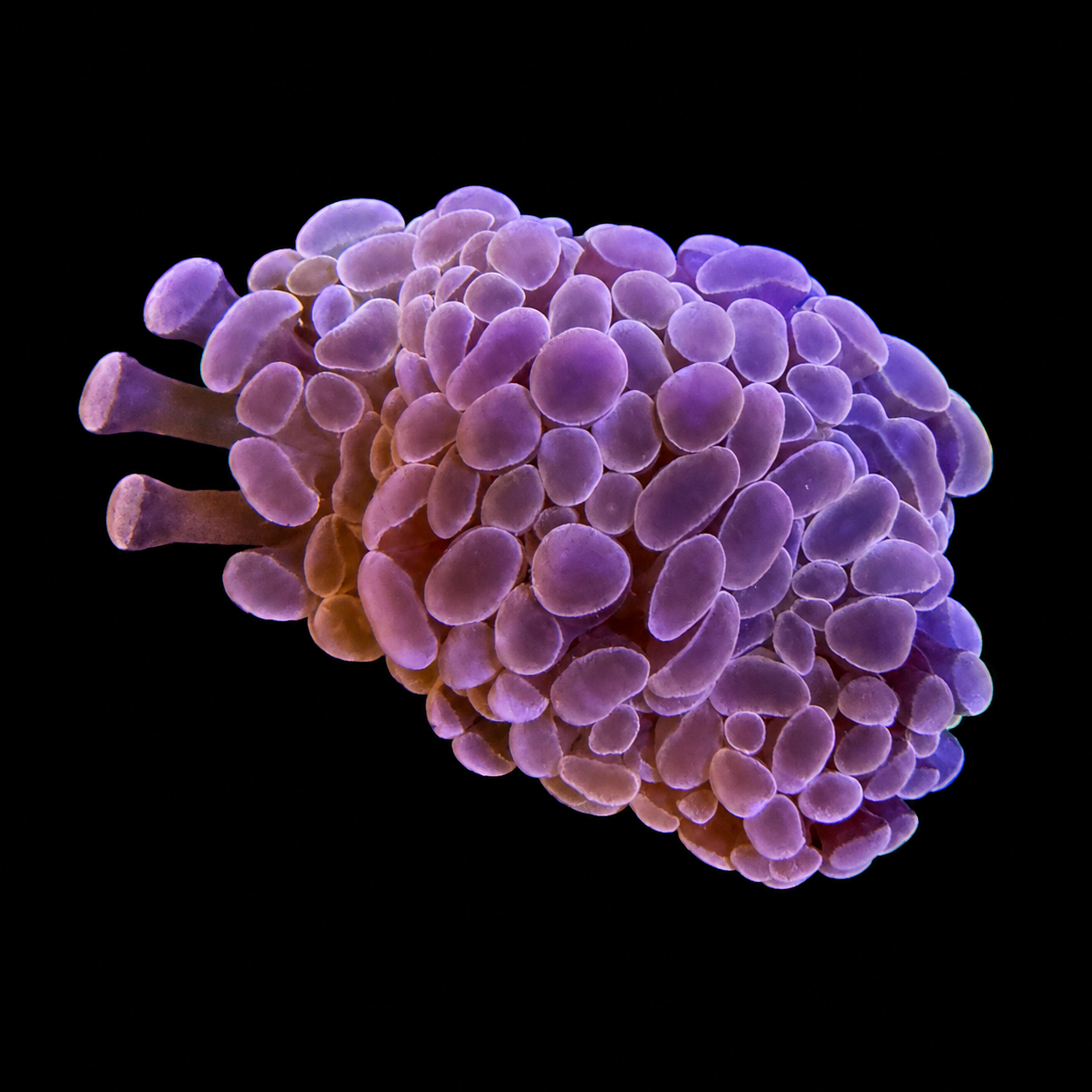 Pink Hammer Coral