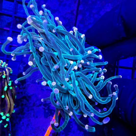 WYSIWYG Pink Tip Torch