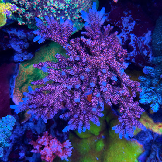 AS Rainbow Millepora Acropora