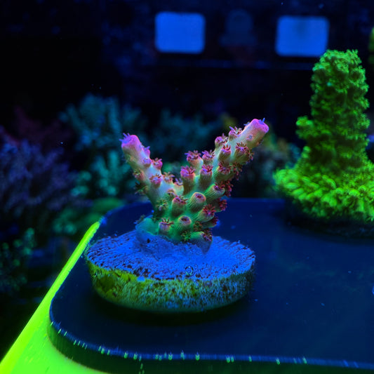 WYSIWYG Malificent Acro