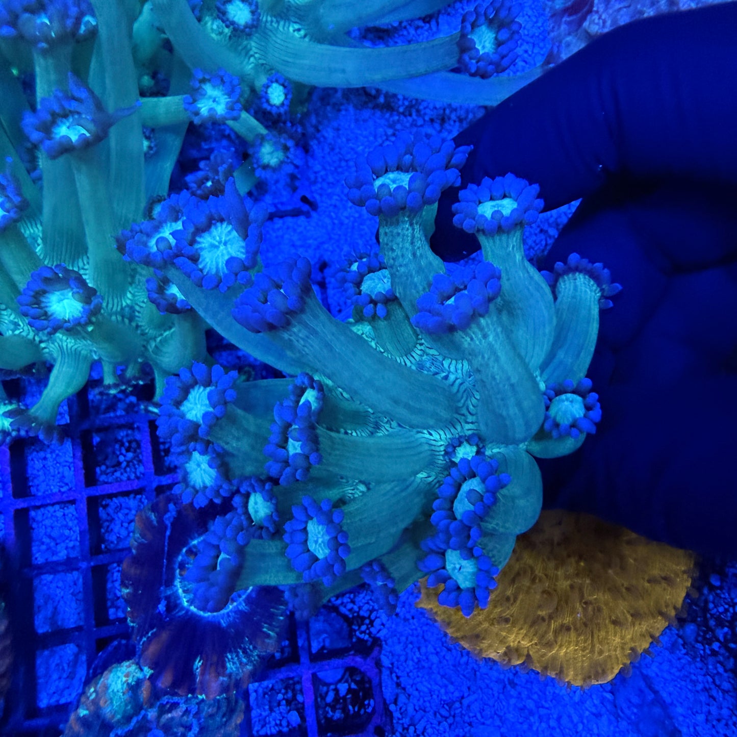 Purple Tip Goniopora Coral Frags
