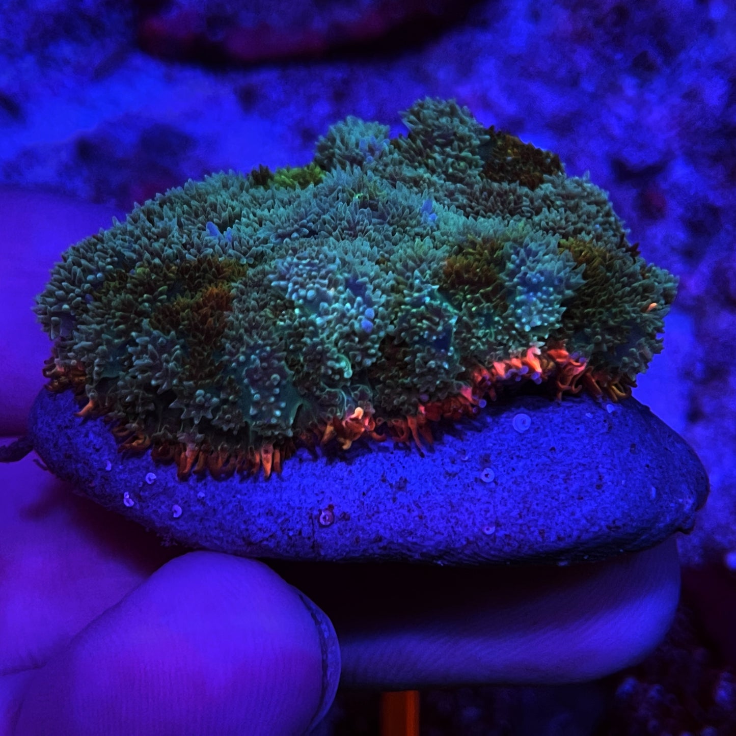 WYSIWYG Pincushion Mushroom